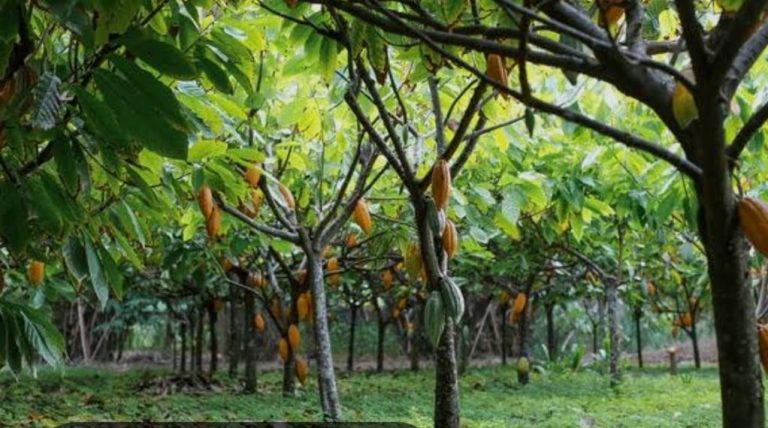 Six New Cocoa Farm Estates Underway In Cross River