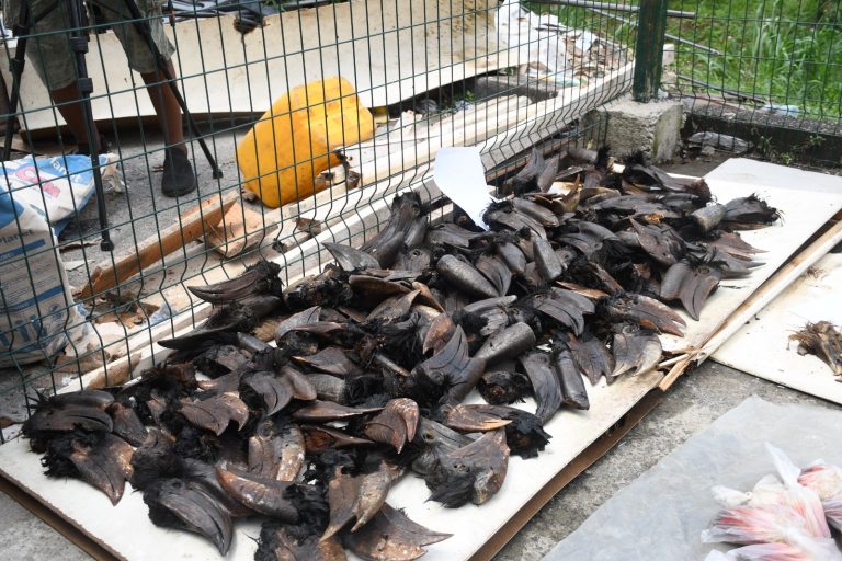 Customs Arrest Wildlife Trafficker in Cross River With 213 Parrot Skulls, Others