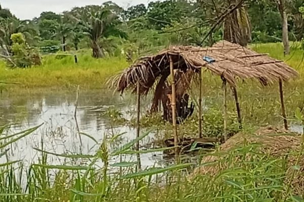 Torrential Rainfall Wreaks Havoc in Northern Cross River, Farmlands, Houses Submerged