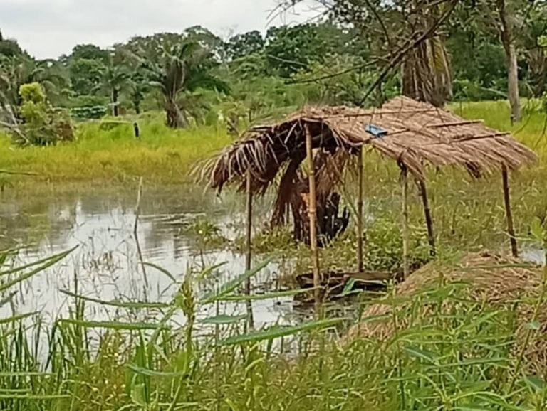 Torrential Rainfall Wreaks Havoc in Northern Cross River, Farmlands, Houses Submerged